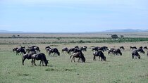  8 Days: Tsavo East National Park Amboseli, Nakuru, Maasai Mara Park