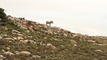  Cape Point and Cape of Good Hope day tour Up to 10 persons