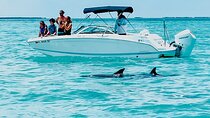 Dolphin and Snorkel