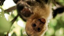 Full Day All-Inclusive Tour to Manuel Antonio National Park from San Jose CR