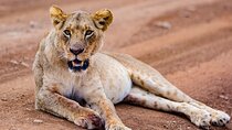 5-Day Kenya Safari: Mara, Nakuru & Hell’s Gate