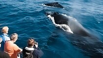 Whale Watching Tour - Big Island, Hawaii 