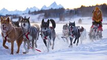 Jackson Hole Full-Day Dog Sledding and Snowmobiling Combo Trip 