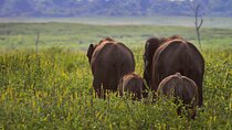 Day Excursions To Udawalawe National Park From Negombo