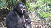 13 Days Private tour to discover Uganda's Best Safari