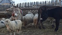 13-Day Private Tour of Romania with Pick Up