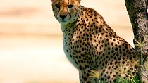 Private Multi-Day Masai Mara Mid Luxury Lodge Safari Tour by 4x4 Jeep 