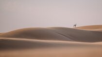 Best of Arabia in 1 day