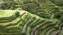 Bali Tour : Best Attractions in Ubud with Rice Terrace