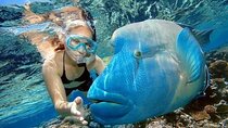 Day Tour to Snorkeling Trip to Giftun Island in Egypt