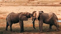 1-Day Selous (Nyerere National Park) Fly-In Safari from Zanzibar
