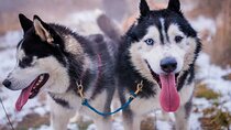 Kraków Full Dog Sled Ride 