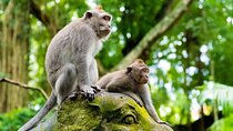 Fullday Bali Ubud Tour - Private All Inclusive 