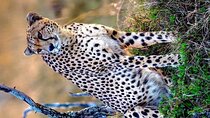3-Day Masai Mara and Naivasha Hell's Gate National Park-Safari