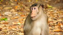Vam Sat Mangrove Forest - VIP Private Tour