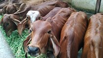 Private Mumbai by Dawn and Spiritual Temple Tour