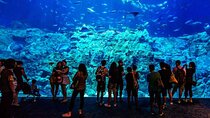 Skip the Line Hurghada Grand Aquarium transfer & entrance 