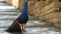 PRIVATE EXCURSION-Butterfly Valley, 7Springs and Filerimos Hill
