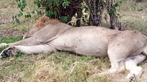 Nakuru National Park Day Tour with Optional Boat Ride Lake Naivasha