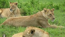 5-Day Lake Manyara, Serengeti, Ngorongoro Crater and Tarangire