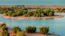 From Dubai: Full day Al Marmoom, Al Qudra Lakes with Dinner