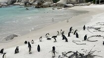 Full Day Private Tour in Cape of Good Hope and Simon's Town