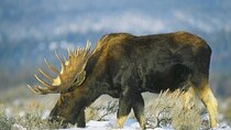 3-Hours Private Tour Grand Teton National Park & Jackson Hole