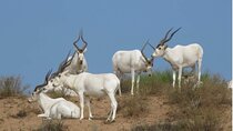 Descouver the wildlife of Sous Massa by 4x4 & Admission tickets 