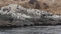 Private Santiago, Nautic Visit Penguins island & Horse Riding