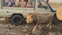 3 Days Masai Mara Jeep Safari 