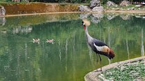 Safari Adventure Tour in Cebu
