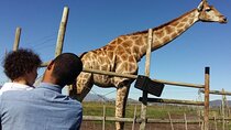 Private Le Cape Animal Farms Full Day Tour