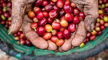 Coffee Tour Monteverde 