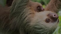 Ecogarden Arenal Sloth Tour 