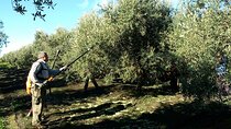 Private Olive Oil Tour from Sevilla