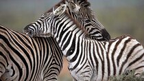  Aquila Game Reserve Big Five Safari Tour