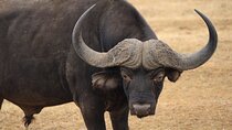 Schotia open vehicle safari game drive maximum 10 pax