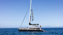 Exclusive Freebird Catamaran Whale & Dolphin to Masca From South