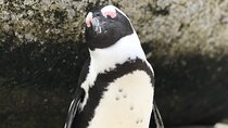 FULL Day Cape Point and Boulders Penguin Colony 