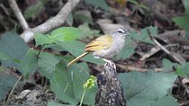 Half-Day Birdwatching Puerto Morelos