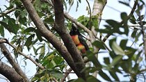 6-Hour Birdwatching Ruta de los Cenotes Playa del Carmen