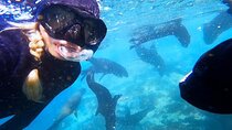 Seal Snorkeling Experience in Cape Town