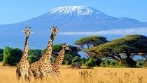 Mt Kilimanjaro Hiking via Marangu Route Day Trip 