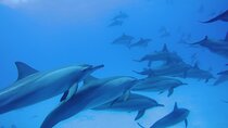 Dolphin House Reef Snorkeling Excursion & Transfer – Marsa Alam