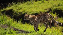From Arusha: 3-Day Big Cats Safari Serengeti, Tarangire