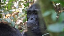 13-Day Uganda Mgahinga Gorilla Trek, Maasai Amboseli Park