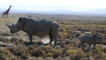 Zanzibar: 2-Day Private Magical Ngorongoro Crater Safari