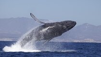 4-Hour Whale Watching Cruise in Puerto Vallarta