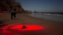 Turtle Watching Night Tours with Expert Naturalist