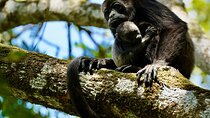 Tamarindo Birdwatching Crocodiles and Monkey Tour